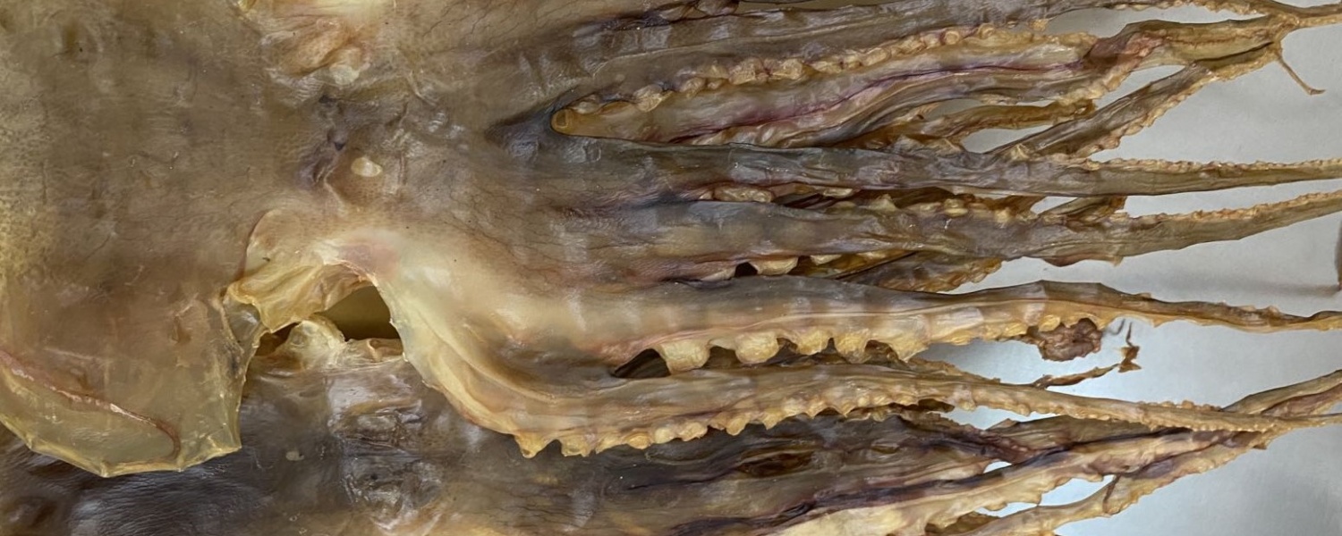 DRIED OCTOPUS <br> BY THANH LONG WHOLESALE SUPPLIER
